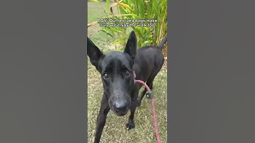 #happy  #dogs  #running  #errands #smiley  #pets  #beloved  #walks