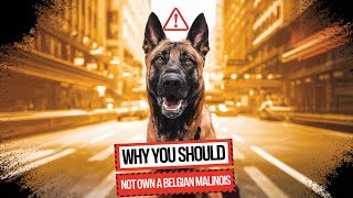 Why You Shouldn’t Own a Belgian Malinois
