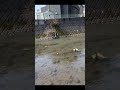 工房近くの川でテスト！！鯉がトップウォーターに、、、反応！