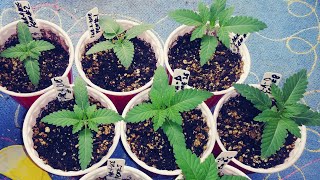 When do you start feeding your cannabis plants nutrients ? viewer question answered. #growyourown