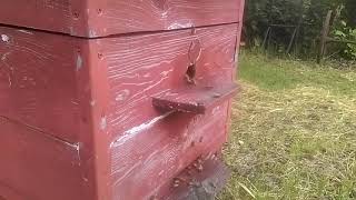 Откачает ли пчеловод майский мед в этом году