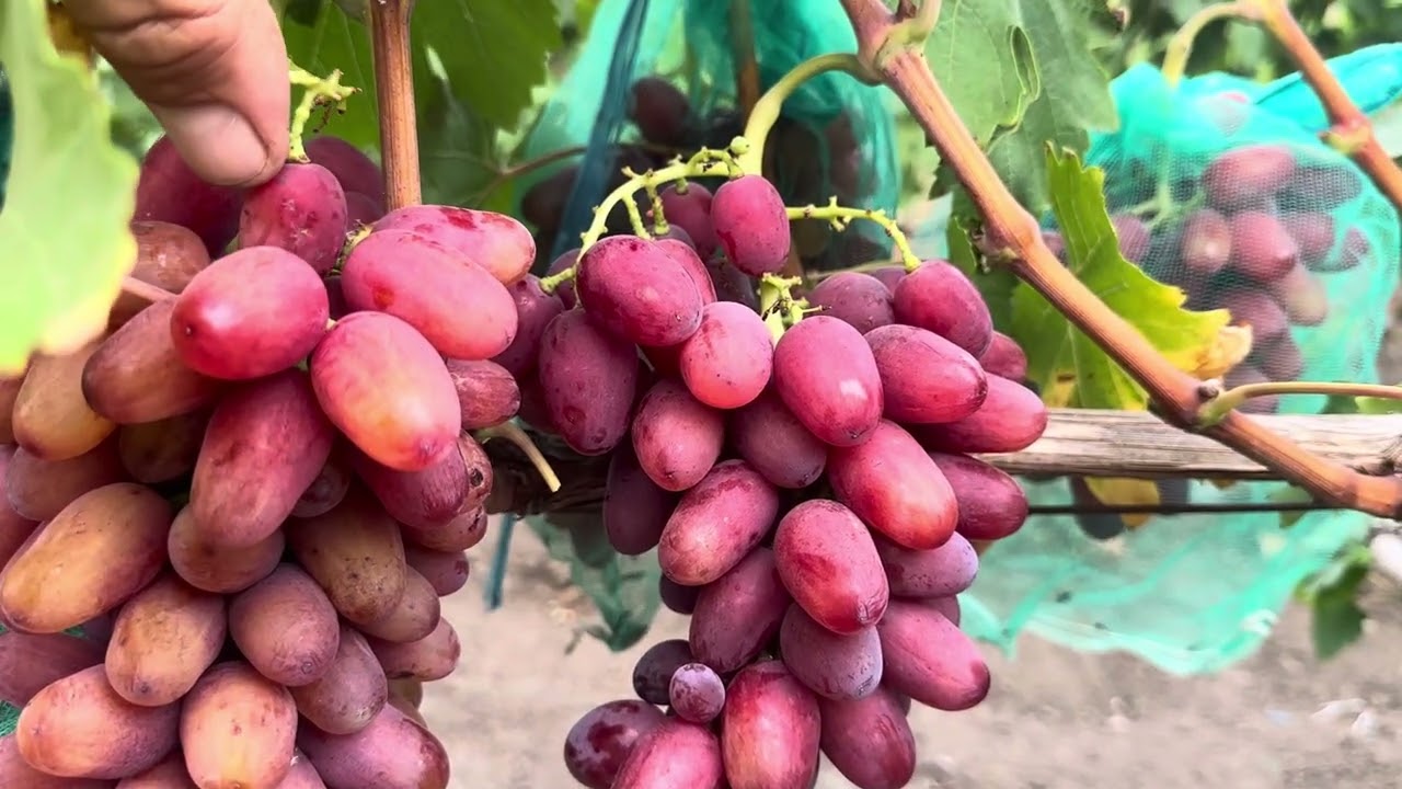 Виноград Богема Загорулька,всегда супер 