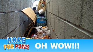 Oh WOW!!!  Look what we found under this pile of trash!!!  Please share.