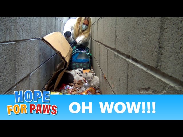 Homeless Dog Rescued From Trash Pile Homeless Dog Rescued From Trash Pile