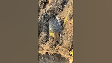 Best fish searching video #shorts