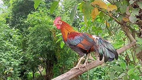 tug me nyuam qaib dib zoo nraug