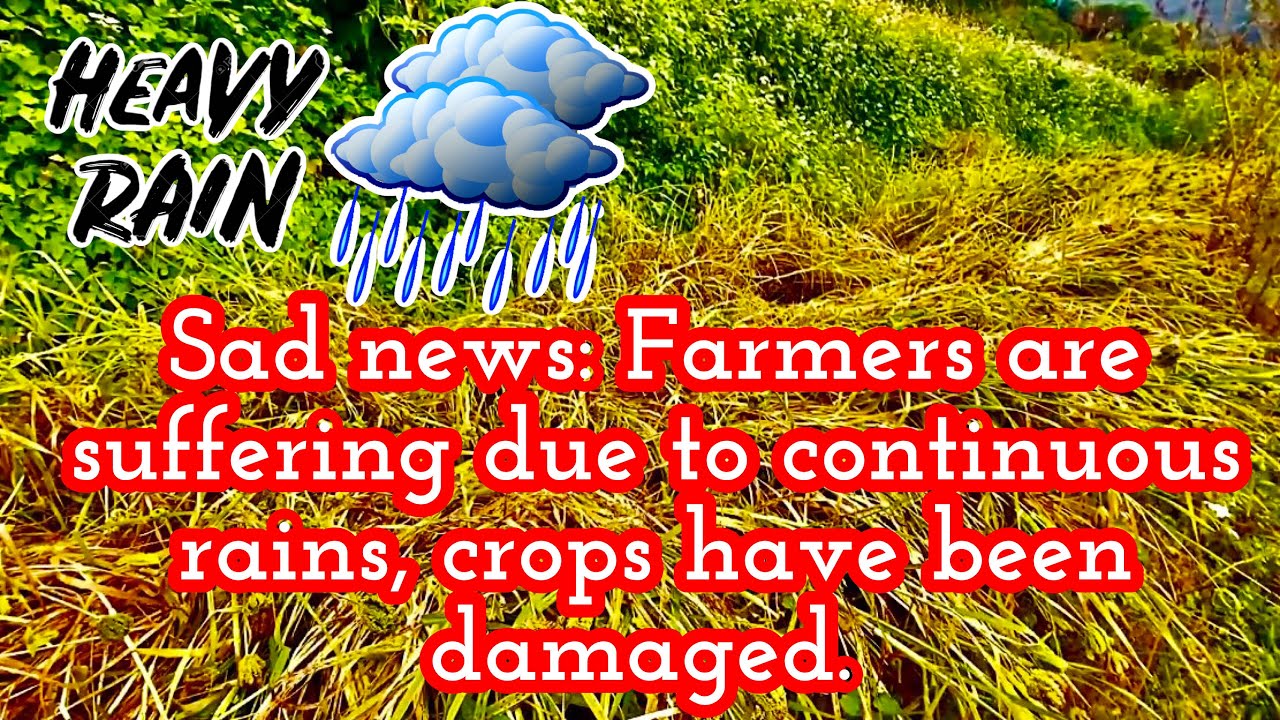 Sad news: Farmers suffer as continuous rains destroy crops - YouTube