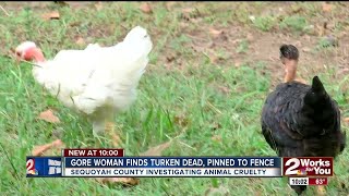 Gore Woman Finds Turken Dead, Pinned To Fence Gore Woman Finds Turken Dead, Pinned To Fence