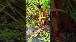Download Lagu besor mate kail dari umpan ๐๐ #video  #fouryoupage #shorts #fishing #fish #fishingvideo MP3 Download Lagu besor mate kail dari umpan ๐๐ #video  #fouryoupage #shorts #fishing #fish #fishingvideo MP3