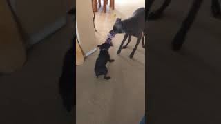 Black pug showing her dominance