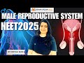 Male Reproductive System | NEET & JEE Biology | Full Concept by Neetali Ma'am | In Hindi #neet2025