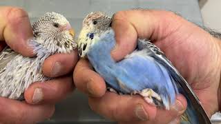 New Budgie Mutation? Confusing, can you help? by Budgerigar 2,674 views 1 year ago 10 minutes, 30 seconds