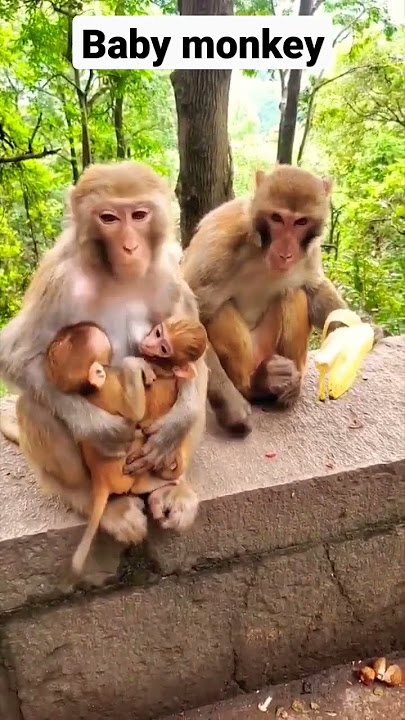 Baby monkey gets spanked🤔