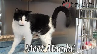 Meet Magda, a black and white cat