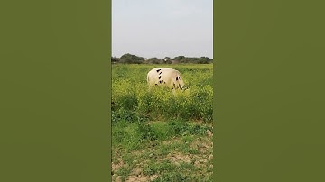 أجمل تلاوة سورة الرحمن بصوت احمد العجمي.. دقيقه روعه... منظر  جميل مع بقراتنا في الربيع 29. 3..2025