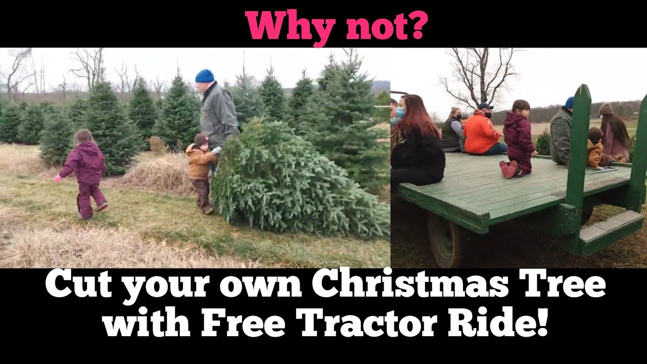 GETTING OUR REAL CHRISTMAS TREE 2020 // SUGAR GROVE TREE FARM - YouTube