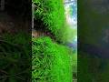 🌳🌿green mango plants#guardians #tiktok #forming# plants#shorst #roots #shorts🌳