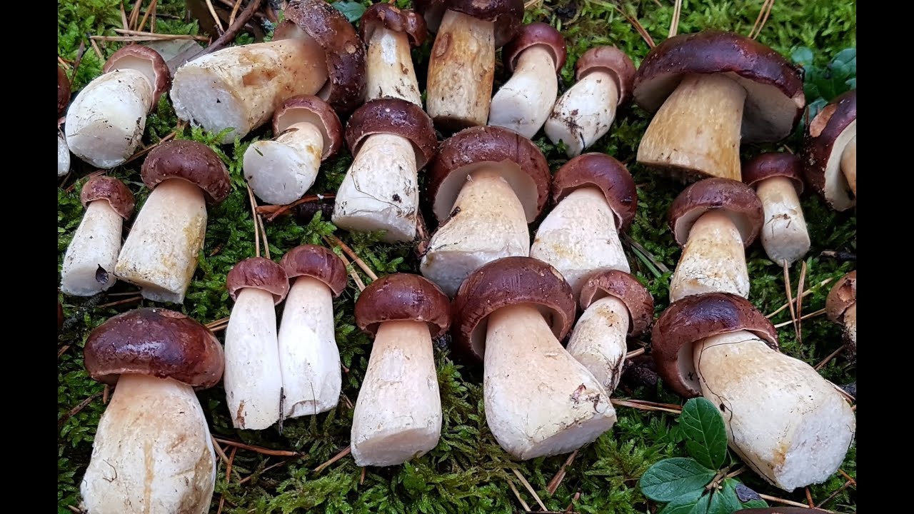 ⁣Сбор грибов на маринад ! Польские грибы , рыжики , зеленушки и белый гриб в октябре !