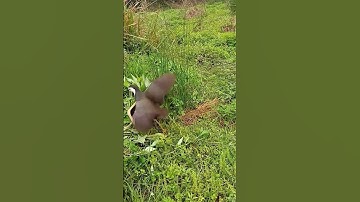 Beauty Lesser whistling duck: Bird walking night time_ Bird​ | Part5 #animals #birds #organic #farm