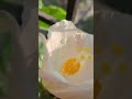 beautiful white hibiscus in my balcony garden #shortvideo #beautifulmoment #beatifulnature