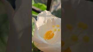 beautiful white hibiscus in my balcony garden #shortvideo #beautifulmoment #beatifulnature