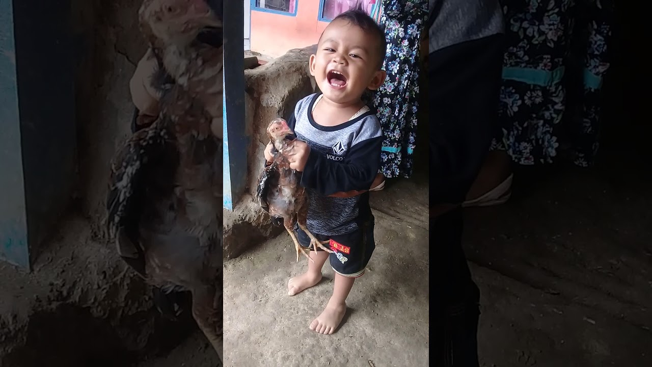 Video lucu anak  kecil cium ayam  YouTube