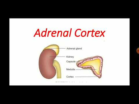 adrenal location