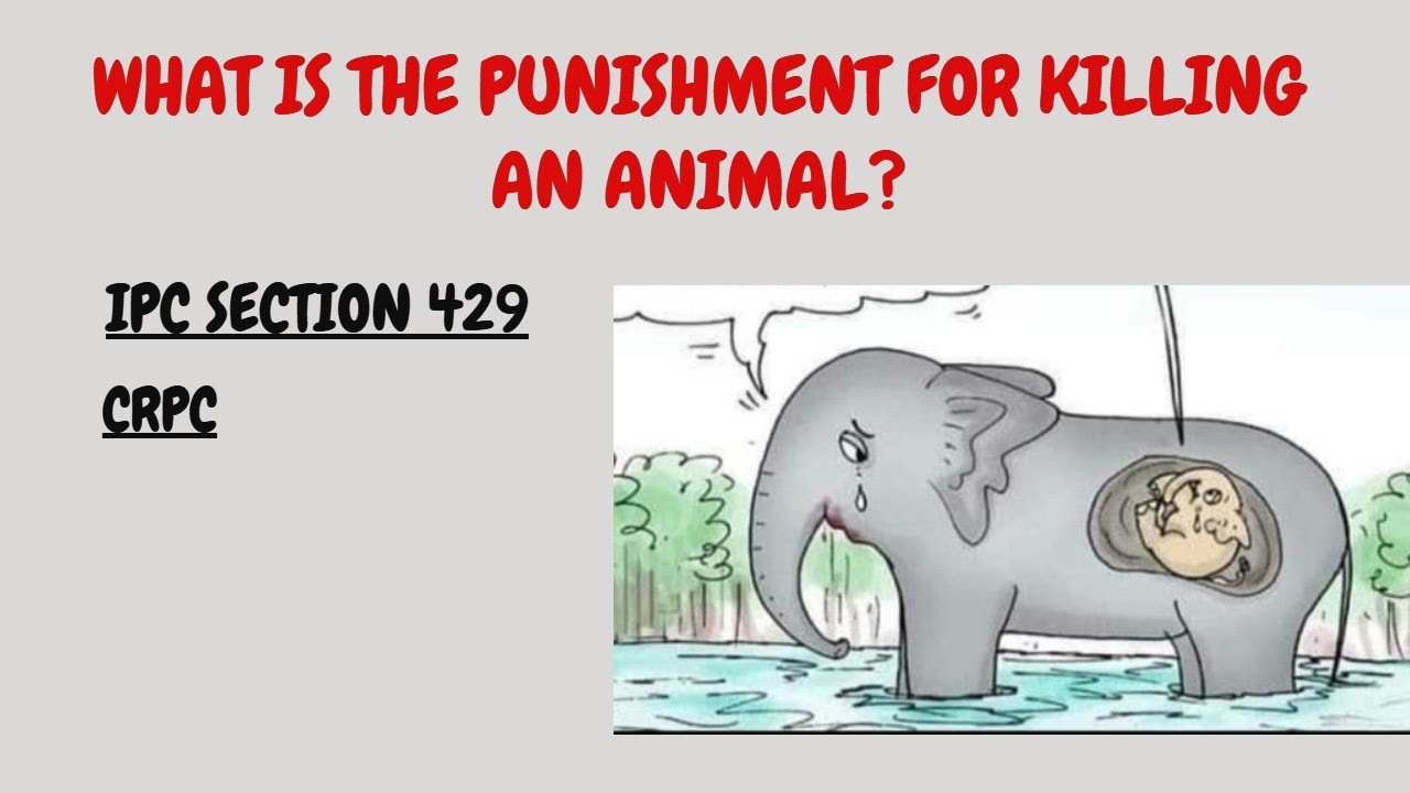 What Is The Punishment For Killing Or Harming An Animal IPC Section What Is The Punishment For Killing Or Harming An Animal IPC Section