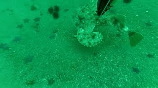 Подводная охота в Ливадии, бухта Стрельбище. Осьминог, Морской черт.