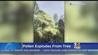 Pollen Explodes From Tree