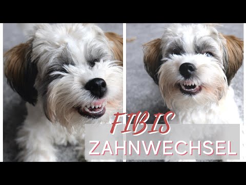 Video: Braucht Ihr Hund ein Zahn?