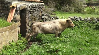 Ganadaria Dédalo Ribeiro Silva  Ilha Terceira  Açores