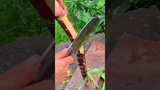 Precision Cutting Sugarcane Reveals Deep Red Layers Inside the Stalk