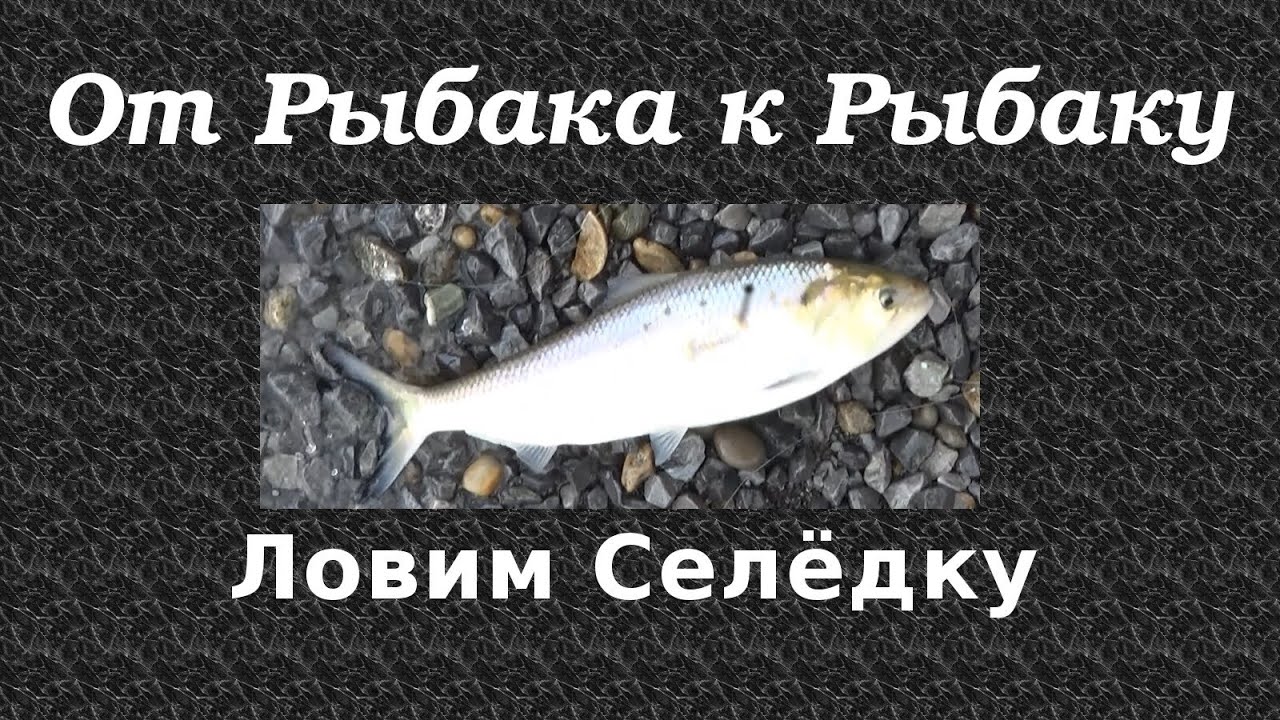 Селедка - сельдь. Снасти для рыбалки и рыбалка. Рыбак рыбачок. Fishing herring
