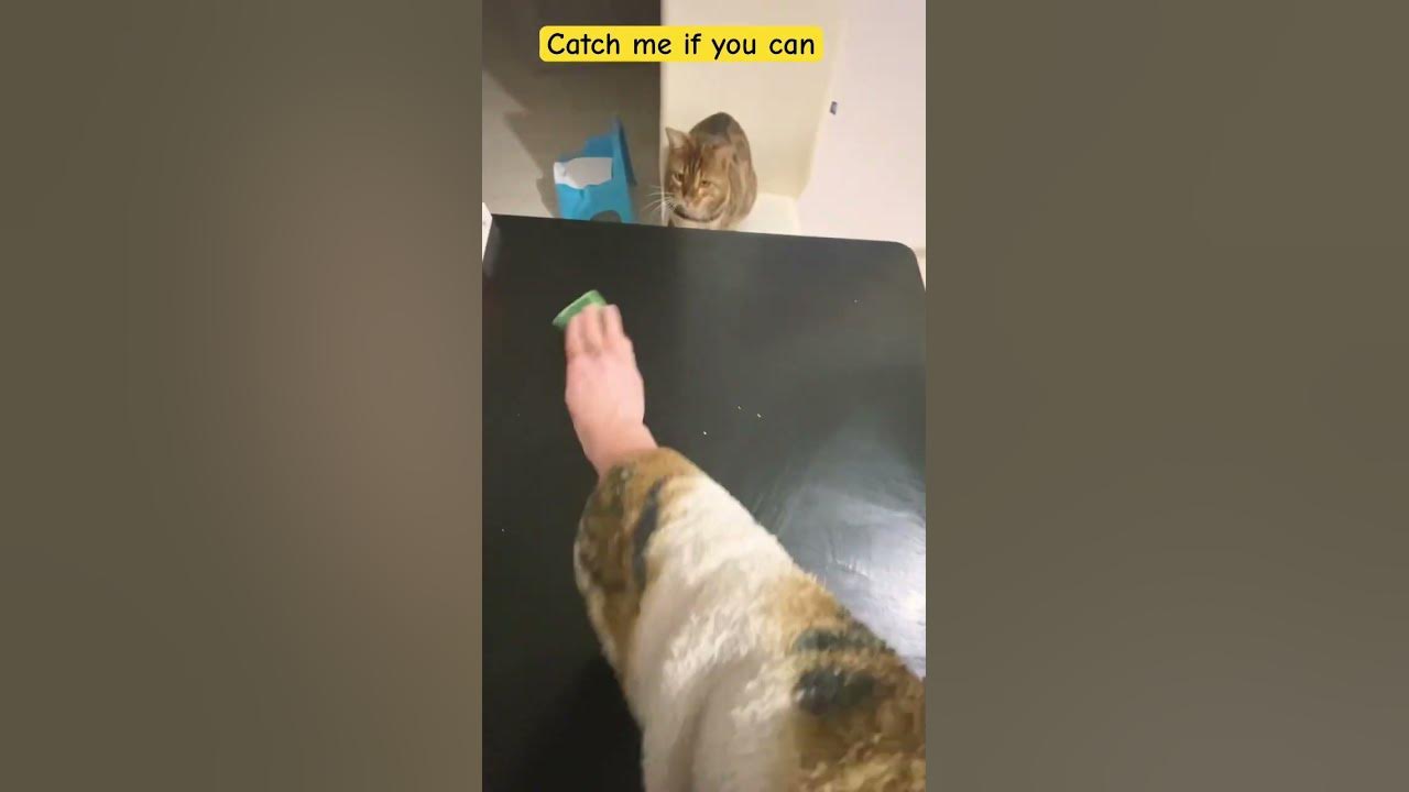 Спіймай мене, якщо зможеш. Зміг! #котики #приколи2023 #приколизкотами # ...