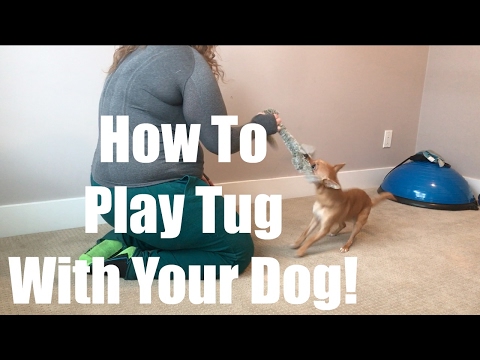 Video: Il modo giusto per giocare Tug With Your Dog