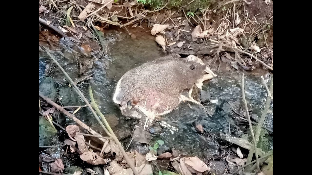Decomposed Wild Boar Carcass Found Near Joida Drinking Water Source; Officials Rule Out Health Risk