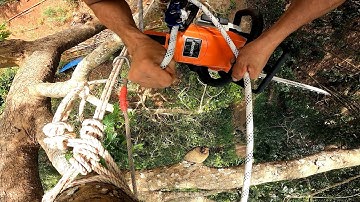 xã tàn cây xà cừ khủng và kiểu leo độc đáo.