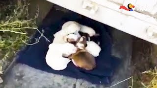 Soldier Finds Abandoned Puppies And Knows What He Has To Do Dodo Heroes Season 1