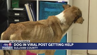 UPDATE: Sullivan County Sheriff's Office, animal control investigating after dog found emaciated