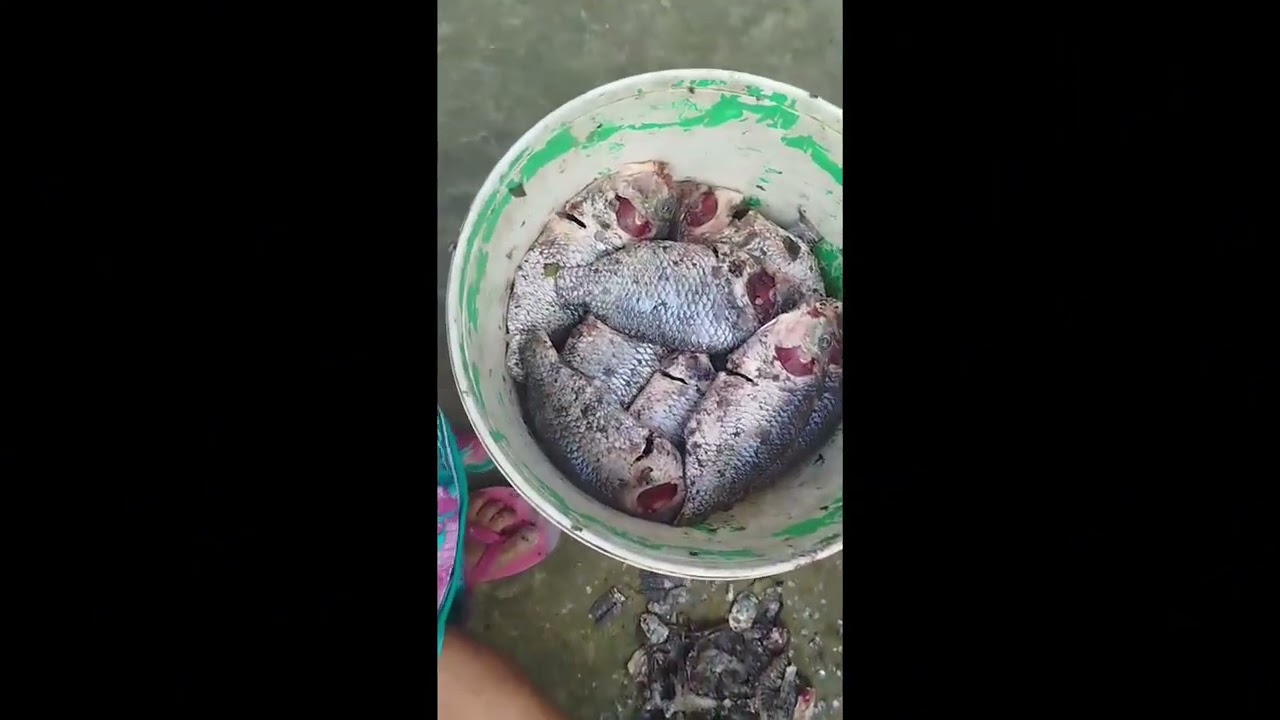 দাদার আমলের পুকুর 