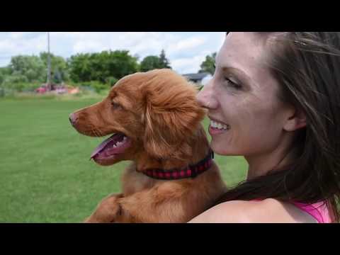 Video: Nova Scotia Duck Tolling Retriever Hondenras Hypoallergeen, Gezondheid En Levensduur