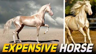 TOP 10 MOST EXPENSIVE HORSES SOLD AT AUCTION by Animal Verse 671 views 2 years ago 8 minutes, 28 seconds