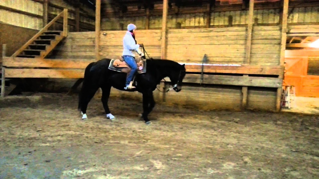 Zip aqha gelding YouTube