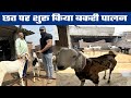 Goat Farming Training लेकर घर के छत पर ही शुरू कर दिया Bakri Palan Business🐐🐐Rooftop Goat Farming