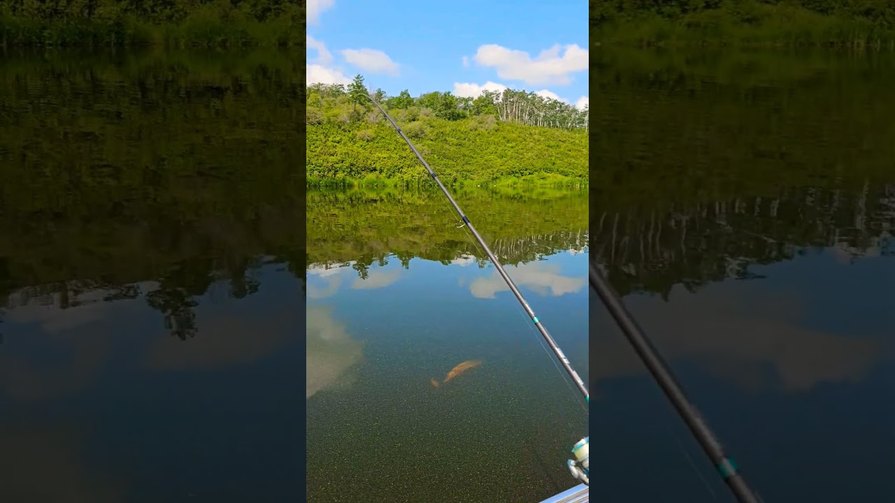 Never seen anything like it, Pike after  Walleye on the lure. 