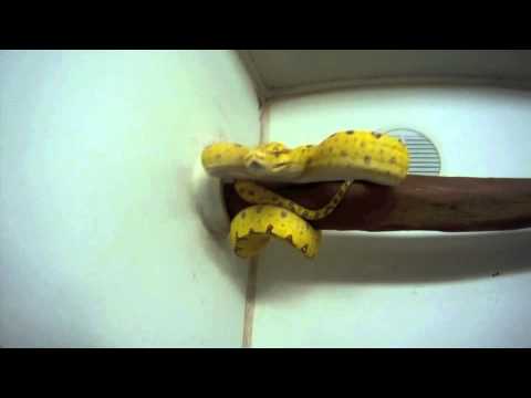 Biak Green Tree Python slow motion strike
