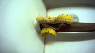 Biak Green Tree Python slow motion strike