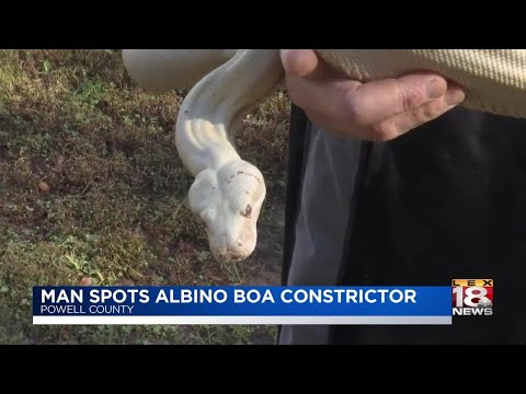Video: Boa Constrictor Reptile Plemeno Hypoalergenní, Zdraví A životnost