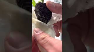 Unboxing clones and seeds from The Clone Conservatory
